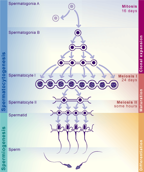 embryology, embryologie