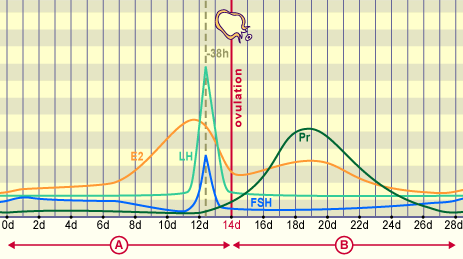 embryology, embryologie